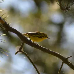 Prairie Warbler thumbnail 4