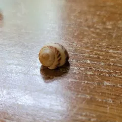 Spotted Moonsnail thumbnail 2