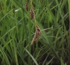 western inflated sedge thumbnail 4