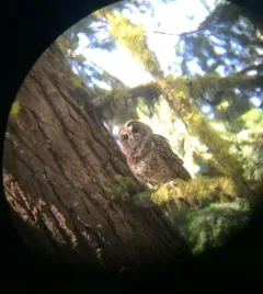 Spotted Owl thumbnail 3