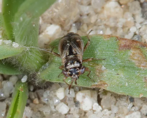 Geocoris discopterus