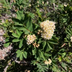 Sitka Mountain-Ash thumbnail 2