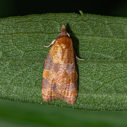 Spring Dead-leaf Roller Moth