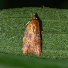 Spring Dead-leaf Roller Moth thumbnail 1