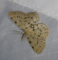 Dotted Gray thumbnail 2