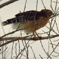 Red-shouldered Hawk thumbnail 3