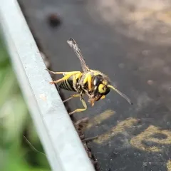 European tube wasp thumbnail 4