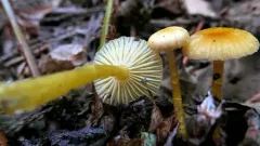 Gliophorus sciophanus thumbnail 2
