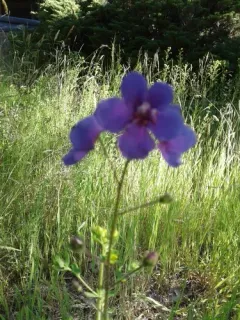 Purple Mullein thumbnail 1