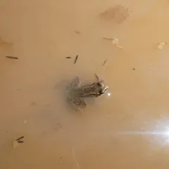 Cascades Frog thumbnail 2