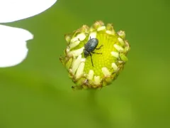 Omphalapion hookerorum thumbnail 2