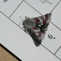 Schinia suetus thumbnail 2