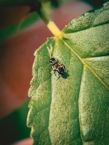 Encyrtus aurantii