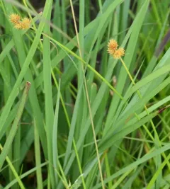 Troublesome Sedge thumbnail 4