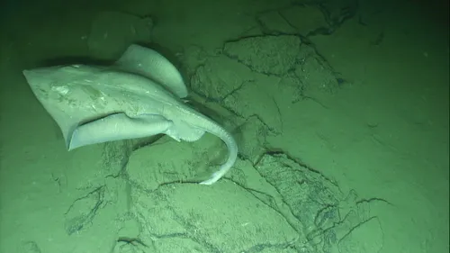 Pacific White Skate
