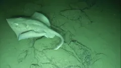 Pacific White Skate thumbnail 1