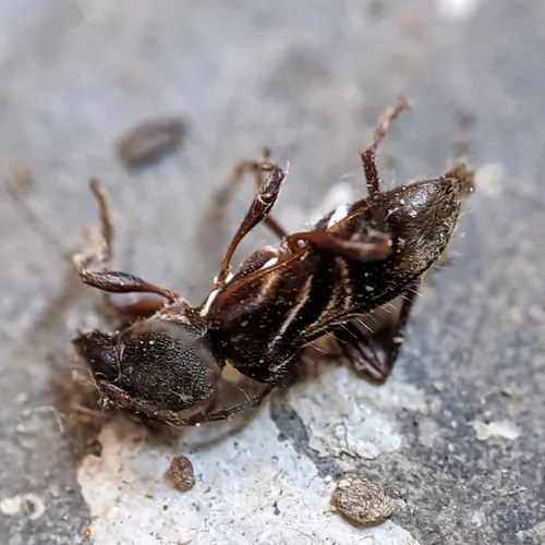 Ant-like Longhorn Beetle
