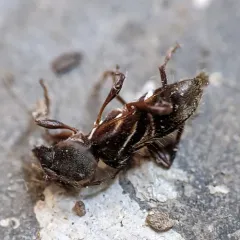 Ant-like Longhorn Beetle thumbnail 1