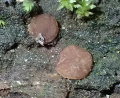 Adelphella babingtonii thumbnail 2