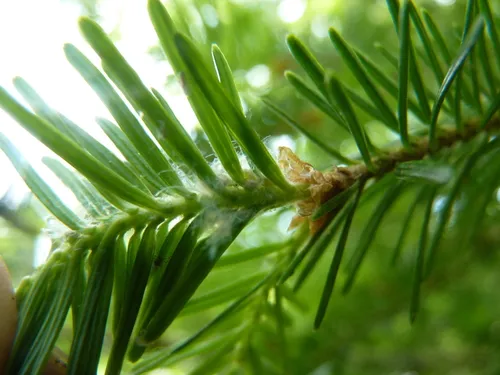 Balsam Twig Aphid