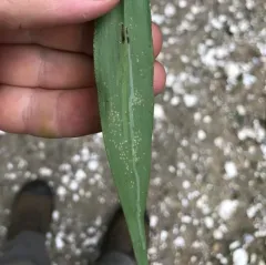 Cerodontha angulata thumbnail 3