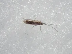 Chilostigma itascae thumbnail 2