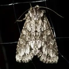 Cloudy Arches Moth thumbnail 2