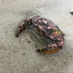 Jonah Crab thumbnail 4