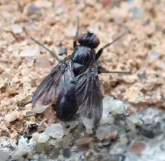 Smoky-winged Woodlouse Fly thumbnail 2