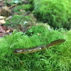 Southern Torrent Salamander thumbnail 4