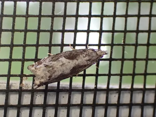 Oak Trumpet Skeletonizer Moth