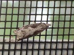 Oak Trumpet Skeletonizer Moth thumbnail 1