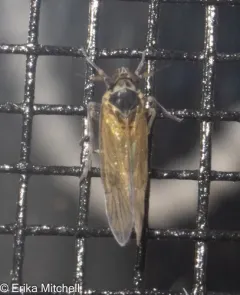 Javesella pellucida thumbnail 4