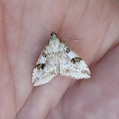 Washington Udea Moth