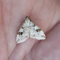 Washington Udea Moth thumbnail 1