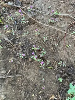 Jepson's Monkeyflower thumbnail 1