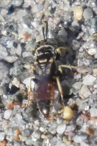 Plenoculus propinquus