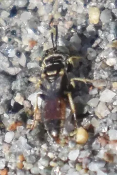 Plenoculus propinquus thumbnail 1