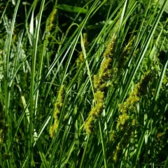 fox sedge thumbnail 4