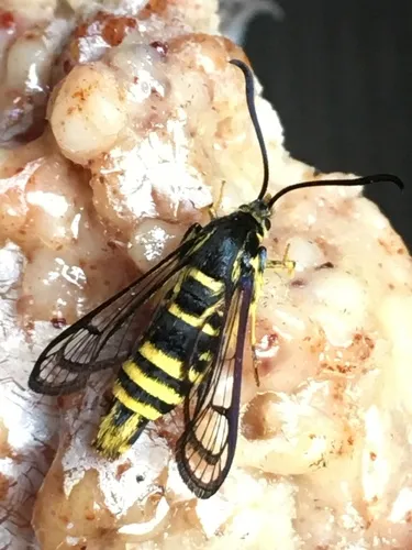 Sequoia Pitch Moth