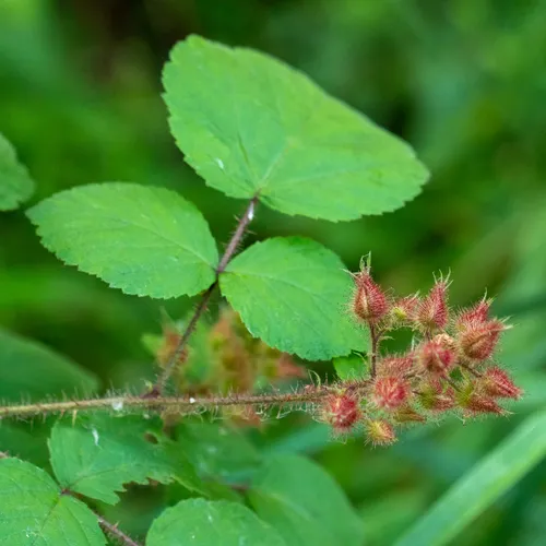 wineberry