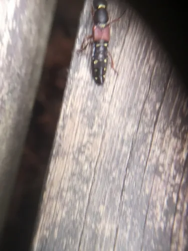 Staphylinus ornaticauda