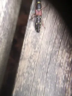 Staphylinus ornaticauda thumbnail 1