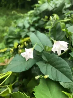 White Morning-glory thumbnail 1