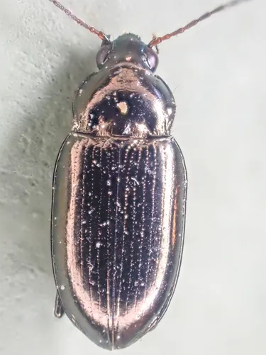 Bembidion interventor