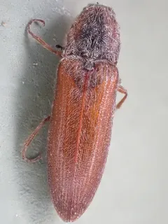 Pacific Coast Wireworm thumbnail 2