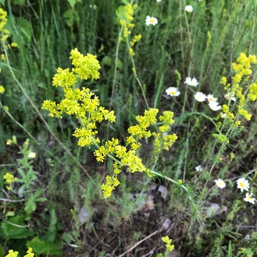 Lady's Bedstraw