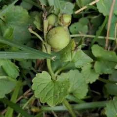 Glechoma gall wasp thumbnail 3