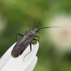 jumping plant bug thumbnail 2