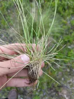 Matgrass thumbnail 2